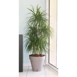 Bloempot Riviera Bruin Taupe Polypropyleen Plastic Cirkelvormig Klot