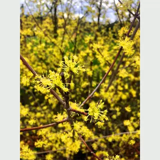 GRDplanten Cornus Mas - Gele Kornoelje 60- 80 Cm In Pot
