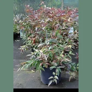 GRDplanten Leucothoe Font. 'Rainbow' (walt._'rainbow') - Druifheide 20- 30 Cm In Pot