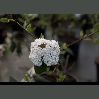 GRDplanten Viburnum Burkwoodii - Sneeuwbal 50- 60 Cm In Pot