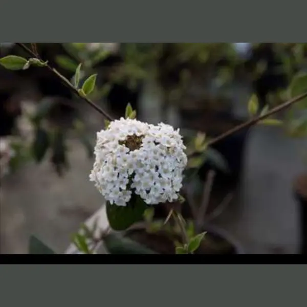 GRDplanten Viburnum Burkwoodii - Sneeuwbal 50- 60 Cm In Pot thumbnail