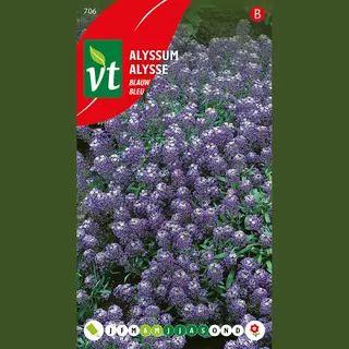 Vt Alyssum Blauw - Blauwe Bodembedekker, Eenvoudig Te Kweken En Bloeit De Hele Zomer