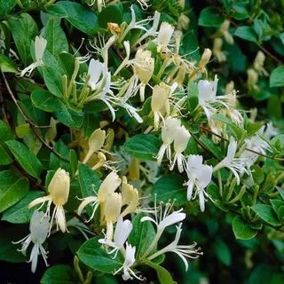 Arborix Lonicera Japonica 'Halliana' - Kamperfoelie - 50-60 Cm In Pot, Sterk Geurende Klimplant Met Witte Tot Gele Bloemen.
