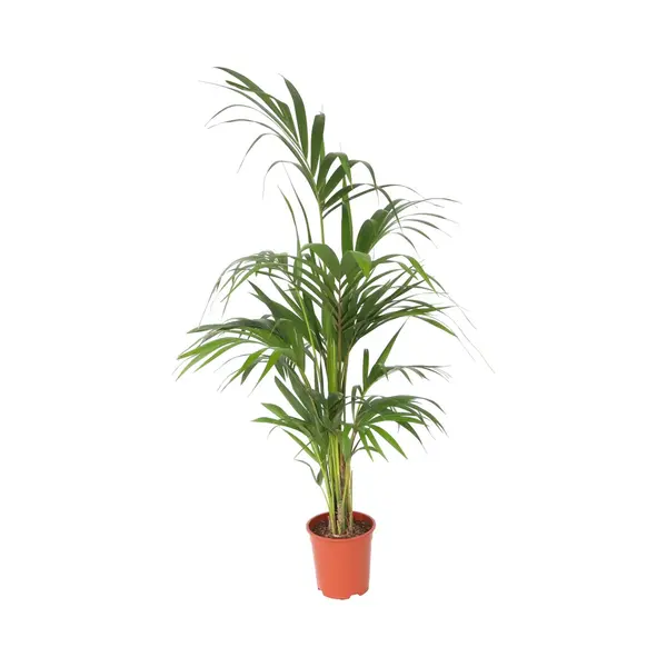 Plant In A Box - Howea Forsteriana - Kentia Palm - Xl Groene Kamerplant - Pot 21cm - Hoogte 130-140cm thumbnail
