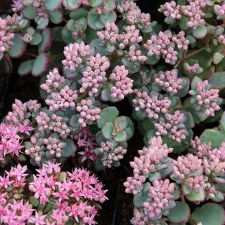 Boomenplant.be 6x Sedum Sieboldii - Vetkruid - Pot 9x9 Cm