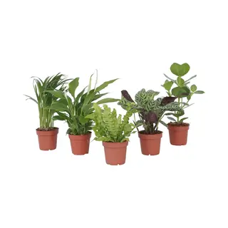 Plant In A Box - Luchtzuiverende Kamerplanten - Mix Van 5 Stuks - Pot 12cm - Hoogte 25-40cm