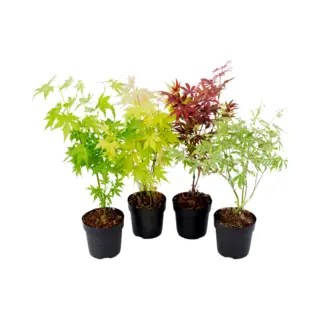 Plant In A Box - Japanse Esdoorn Bomen Winterhard - Set Van 4 - Acer Palmatum 'Atropurpureum', 'Going Green', 'Orange Dream', 'Butterfly' - Pot 10,