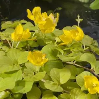 Moerings waterplanten Goud Penningkruid (Lysimachia Nummularia “aurea”) Moerasplant (6-stuks)