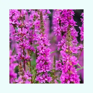 Moerings waterplanten Grote Kattenstaart (Lythrum Salicaria) Moerasplant (6-stuks)
