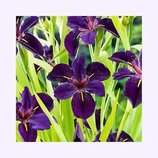 Moerings Iris Black Gamecock | Zwarte Lis | In 18CM Mand Kant En Klaar