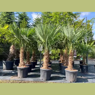Sunny Tree - Palmboom - Trachycarpus Fortunei - Winterharde Palmboom Voor Buiten - Hoogte, 150 Cm