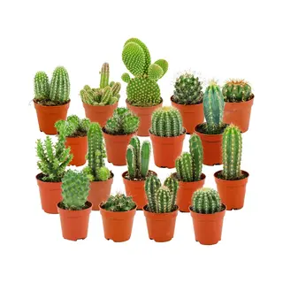 ZynesFlora - Mini Cactussen Mix - 18 Stuks - Ø 5, 5 Cm - Hoogte, 5-10 Cm - Cactus - Kamerplant