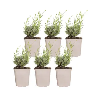 Bloomique - Set Van 6 - Lavandula Angustifolia Hidcote - Echte Lavendel - Lavendel Plant - Winterhard - Hoogte 10-20 Cm - Pot 9x9 Cm