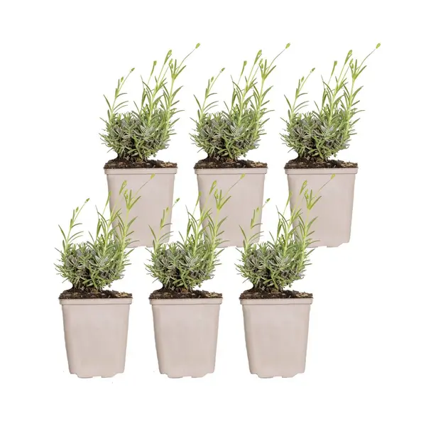 Bloomique - Set Van 6 - Lavandula Angustifolia Hidcote - Echte Lavendel - Lavendel Plant - Winterhard - Hoogte 10-20 Cm - Pot 9x9 Cm thumbnail