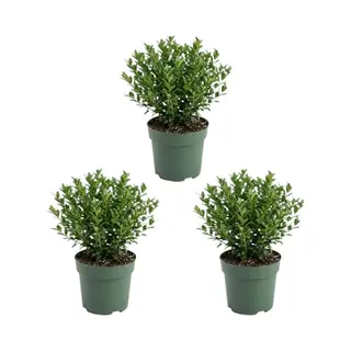 Bloomique - Set Van 3 - Ilex Crenata Jenny - Japanse Hulst - Wintergroen - Winterhard - Balkonplanten - 10-20cm Hoog - Pot 10cm