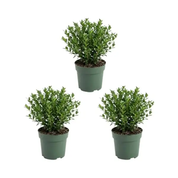 Bloomique - Set Van 3 - Ilex Crenata Jenny - Japanse Hulst - Wintergroen - Winterhard - Balkonplanten - 10-20cm Hoog - Pot 10cm thumbnail