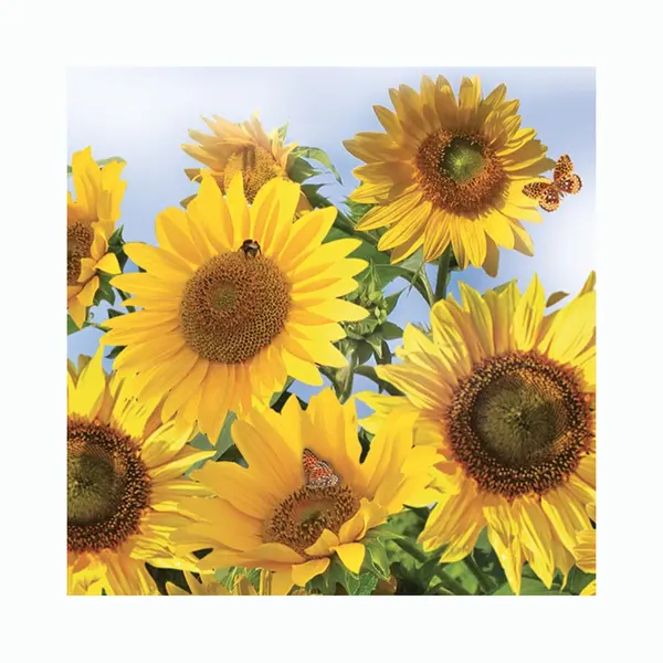 Daisy Lunch/diner Servetten - 60x St - 33 X 33 Cm - Zonnebloemen - Feestservetten thumbnail