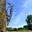 Specht