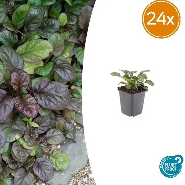 Plantenboetiek.nl Tuinplantenshop.com | Ajuga Reptans 'Catlin's Giant' | 24 Stuks - Ø9cm - 10-25cm Hoog - Tuinplant thumbnail