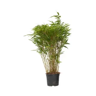 Plant In A Box - Niet-woekerende Bamboe - Fargesia Nitida 'Gansu' - Hoogte 50-70cm - Pot 17cm - Bamboo - Green