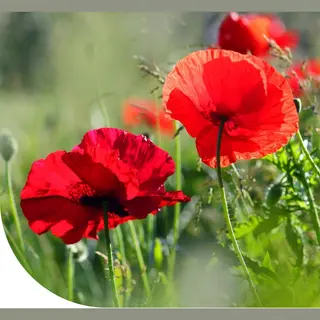 Mrs Seeds & Mixtures Mrs Klaproos Zaad (Papaver Rhoeas) 10 Gram - Poppy Seeds - Rode Bloemen - Makkelijke Bloemzaden - Ideaal Voor Bijen- En Bloemenweides