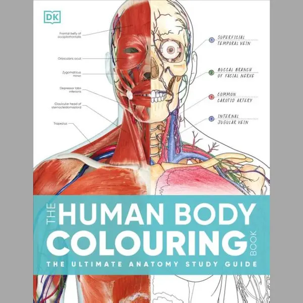 Dk Human Body Guides-The Human Body Colouring Book thumbnail