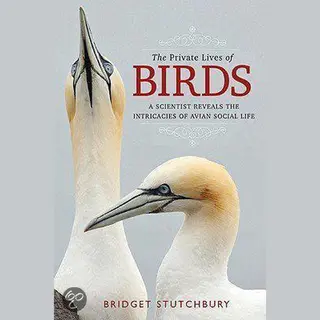 Bridget Stutchbury The Private Lives Of Birds