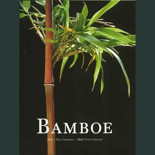Bamboe