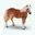 Paard Haflinger Merrie