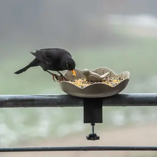 C J Wildlife Cj Wildlife - Balus Balkon Voederschaal Voor Vogels - Oliijfgroen - Duurzam En Plantbased - Cadeau - Vogelvoederplek