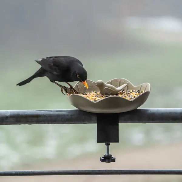 C J Wildlife Cj Wildlife - Balus Balkon Voederschaal Voor Vogels - Oliijfgroen - Duurzam En Plantbased - Cadeau - Vogelvoederplek thumbnail
