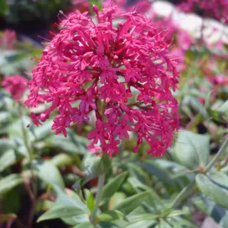 Arborix 6 X Centranthus Ruber'Coccineus' - Rode Valeriaan Pot 9x9cm