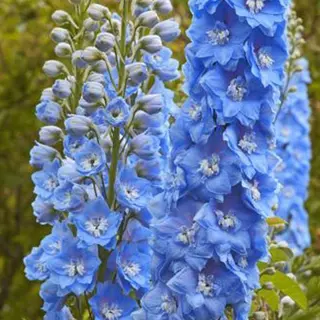 Arborix 6 X Delphinium 'Summer Skies' - Ridderspoor Pot 9x9cm - Blauwe Bloemen, Rechtopstaand