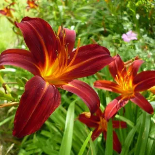 Arborix 6 X Hemerocallis 'Sammy Russell' - Daglelie Pot 9x9cm