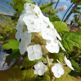 Arborix Hydrangea Quercifolia 'Snow Queen' - Eikenblad Hortensia - 30-40 Cm Pot, Struik Met Witte Bloempluimen En Blad Dat Lijkt Op Eikenblad.
