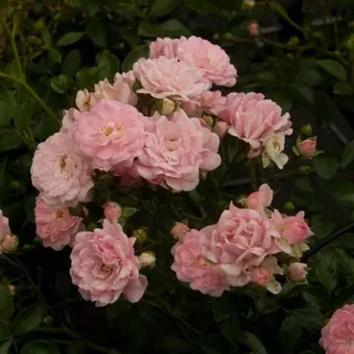 Arborix Rosa 'The Fairy' - Struikroos, In Pot, Compacte Rozenstruik Met Kleine, Roze, Doorbloeiende Bloemen.