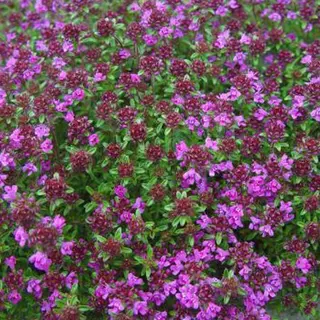 Arborix 6 X Thymus Praecox 'Creeping Red' - Tijm Pot 9x9cm