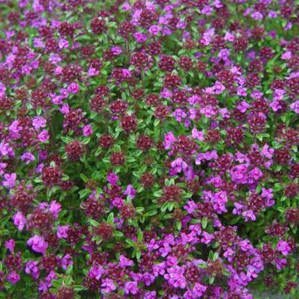 Arborix 6 X Thymus Praecox 'Creeping Red' - Tijm Pot 9x9cm thumbnail
