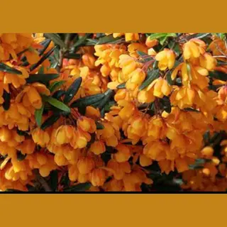GRDplanten Berberis Lin. 'Orange King' - Zuurbes 40- 50 Cm In Pot