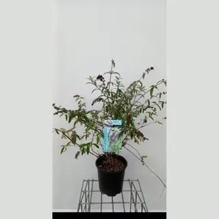 GRDplanten 2 X Buddleja Dav. 'Border Beauty' - Vlinderstruik 60- 80 Cm In Pot