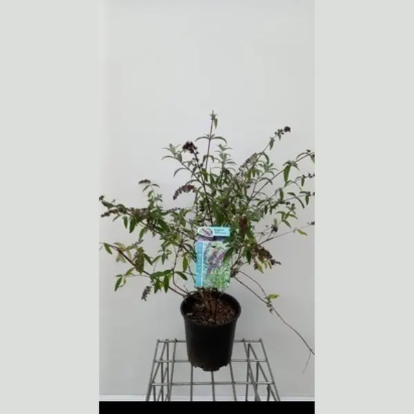 GRDplanten 2 X Buddleja Dav. 'Border Beauty' - Vlinderstruik 60- 80 Cm In Pot thumbnail
