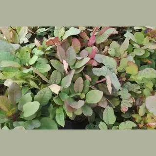 GRDplanten 2 X Cotinus Cogg. 'Old Fashioned'® - Pruikenboom 40- 60 Cm In Pot