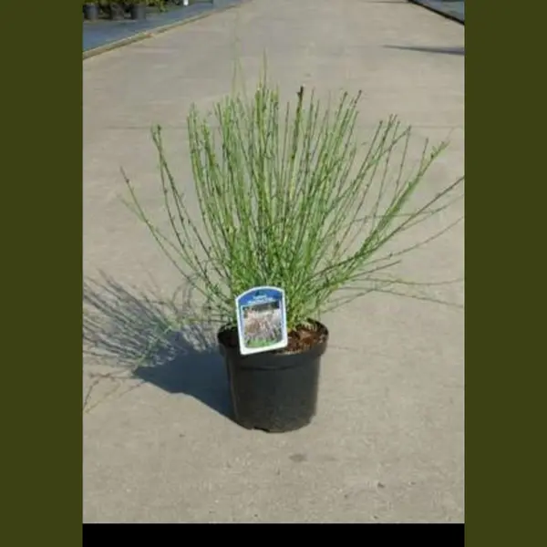 GRDplanten 2 X Cytisus (s) 'Moyclare Pink' - Brem , Geitenklaver 40- 60 Cm In Pot thumbnail