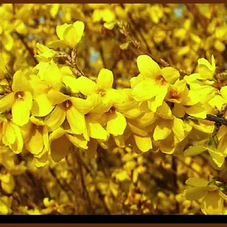 GRDplanten 2 X Forsythia Int. 'Week-end'® ('courtalyn'®) - Chinees Klokje 50- 60 Cm In Pot