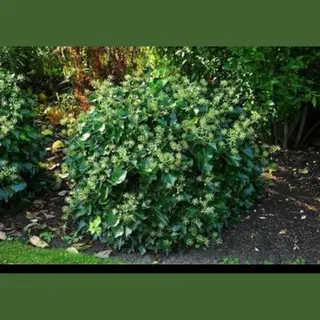 GRDplanten Hedera Helix 'Arborescens' - Struikklimop 20- 25 Cm In Pot