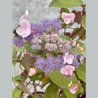 GRDplanten 2 X Hydrangea Aspera 'Hot Chocolate'® - Hortensia 40- 50 Cm In Pot