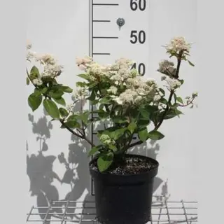 GRDplanten 2 X Hydrangea Pan. 'Dharuma' - Pluimhortensia 30- 40 Cm In Pot