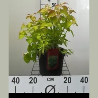 GRDplanten 2 X Leycesteria Form. 'Golden Lanterns'® ('notbruce') - Fazantenbes, Karamelbes, Grootmoeders Oorbel 40- 50 Cm In Pot