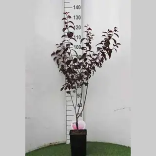 GRDplanten Prunus Cer. 'Nigra' - Kerspruim , Kroosjespruim 60- 80 Cm In Pot