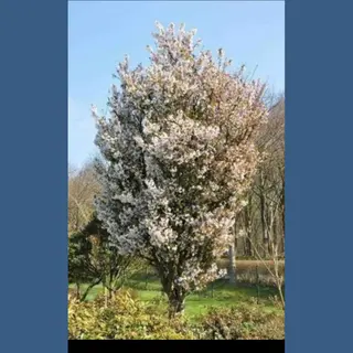 GRDplanten Prunus Nipponica 'Brillant' - Sierkers 60- 80 Cm In Pot